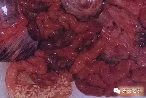 羊各种寄生虫图片及用药,羊有几种寄生虫怎么治