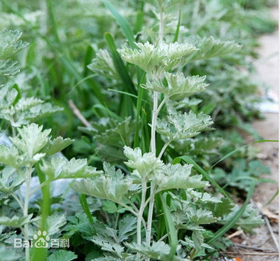 艾草稻草灰,艾叶和草灰