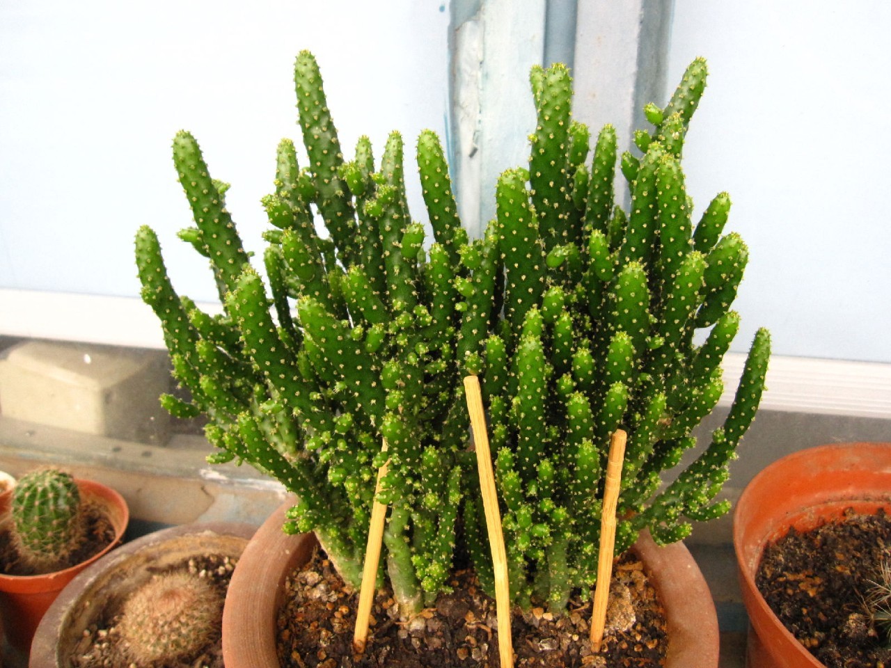 仙人球最常见的品种，你能认识几个？