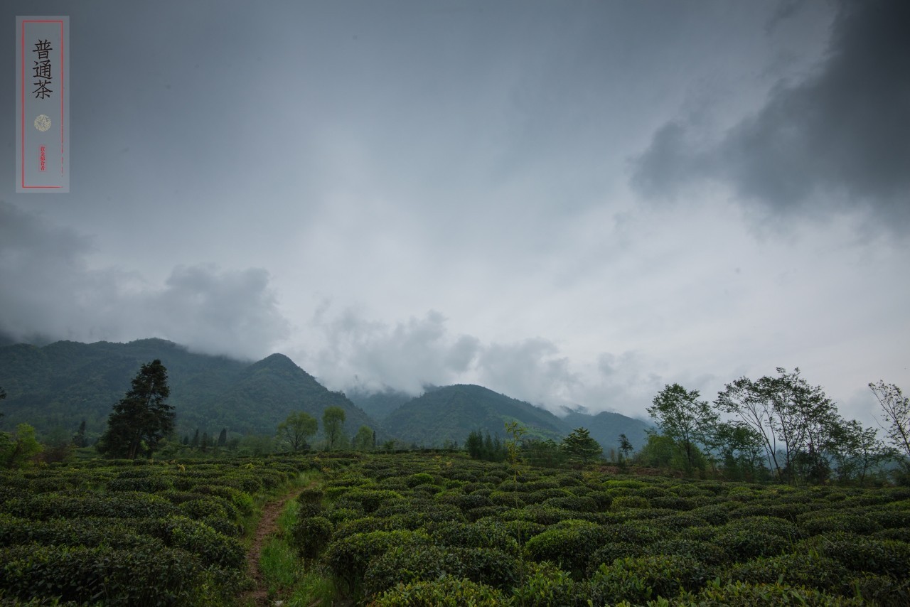 李明青藏特产,李明普洱茶