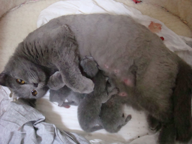 猫宠知识,宠猫知识