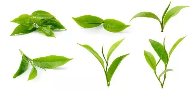 澳洲星期四农庄茶树祛痘凝胶,澳洲星期四农庄茶树精油祛痘膏