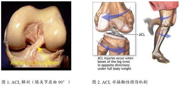 膝盖前交叉韧带损伤一般多久恢复,谈前交叉韧带