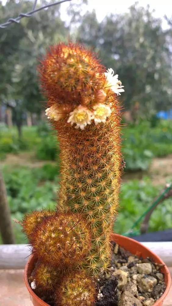 仙人球最常见的品种，你能认识几个？