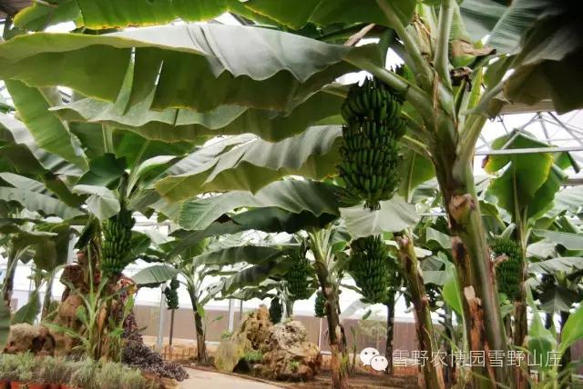 感恩教师节景区活动,感恩教师节门票优惠政策