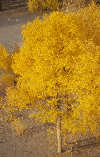 成都自驾额济纳旗攻略,额济纳旗深度游旅行攻略