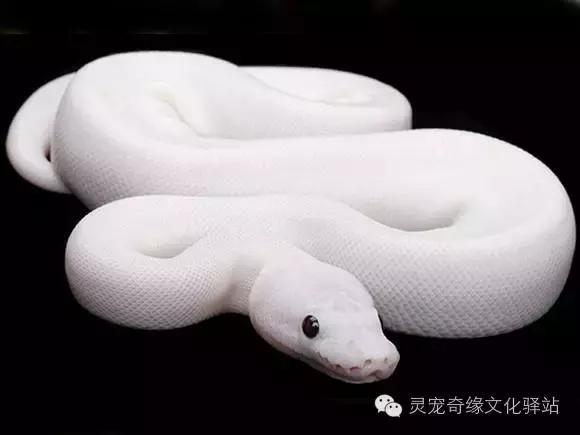 球蟒基因组合大全,球蟒基因品系图鉴下载