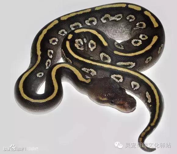 球蟒基因组合大全,球蟒基因品系图鉴下载