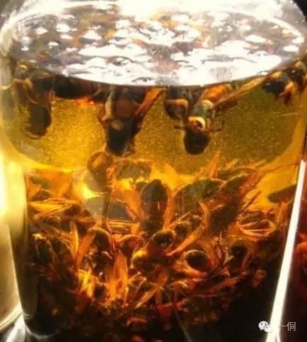 一侗给您介绍一位年轻的侗族捕猎能手——阿现大师