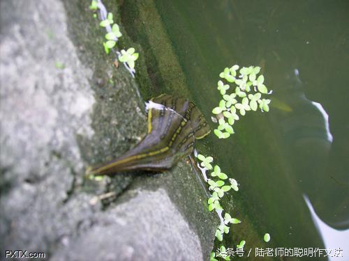 蚂蟥进入鸡的体内能成活吗,蚂蟥捕食蚯蚓