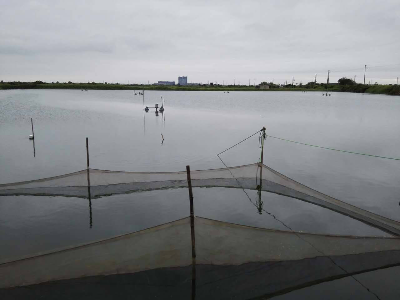 新思路新探索新模式,新模式水产养殖鱼苗