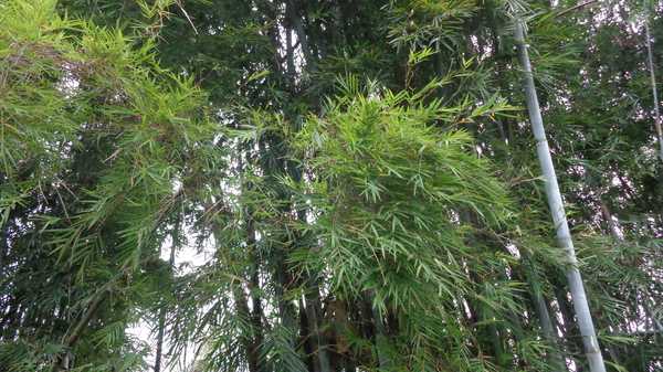 南昆山哪里好玩,惠州龙门南昆山