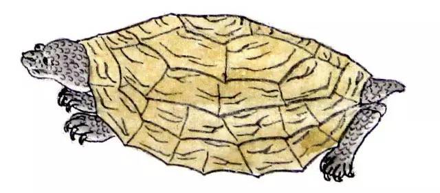 画在唐卡上的医书，令人惊叹！