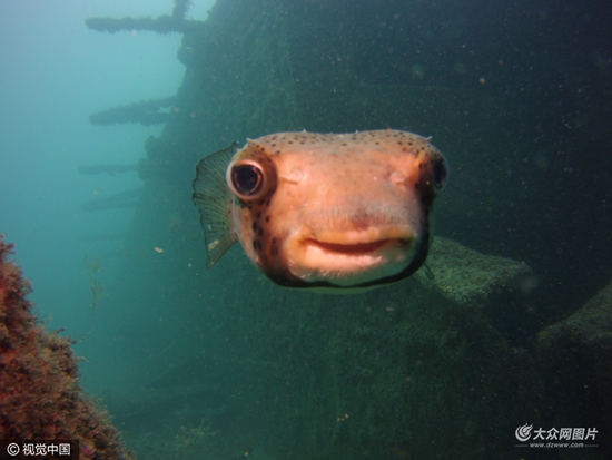 猩猩呆萌抠鼻鹈鹕悲催掉鱼动物界“谐星”分分钟治愈你