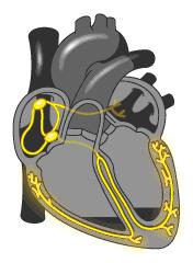 心脏支架说明书,这份通俗易懂的心脏说明书请收好