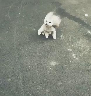 大风天要不要带娃出门,大风天带比熊出门