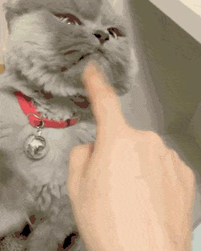 我家猫咪很害怕我怎么办,养猫咪一个月还是很凶怎么办