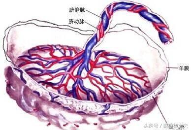 怀孕26周脐血流sd4.2正常吗,33周胎儿脐血流sd值偏高怎么办