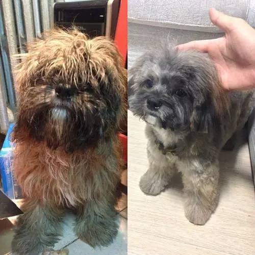 狗狗对着门外大叫是怎么了,狗为什么老是敲自己家的门