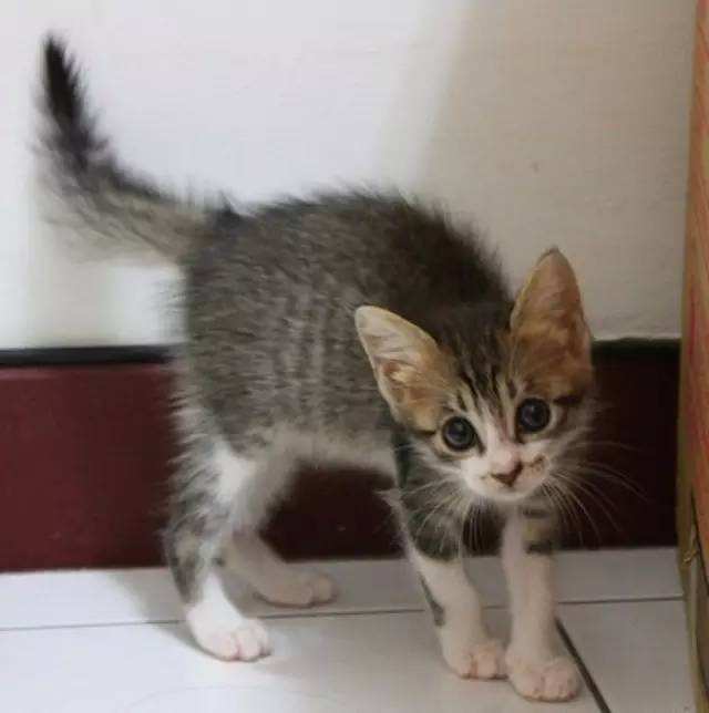 猫咪一看见我就尾巴炸毛,猫咪尾巴炸毛变得很粗是怎么回事