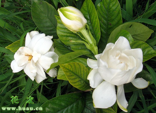 栀子花病虫害打什么药,栀子花都有什么病虫害