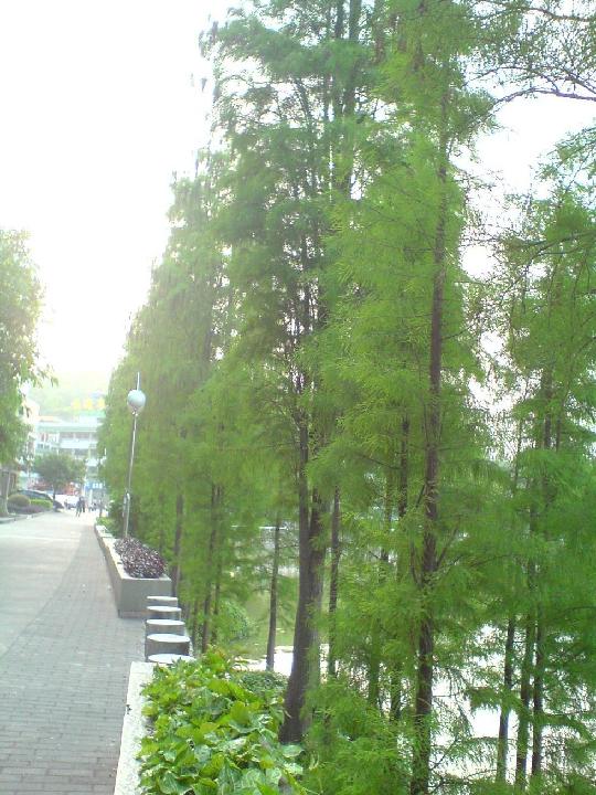 园林绿化苗木培育方法和技术,园林绿化苗木种植方法视频