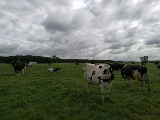 荷兰奶源为什么那么好,乳制品最好的是荷兰吗