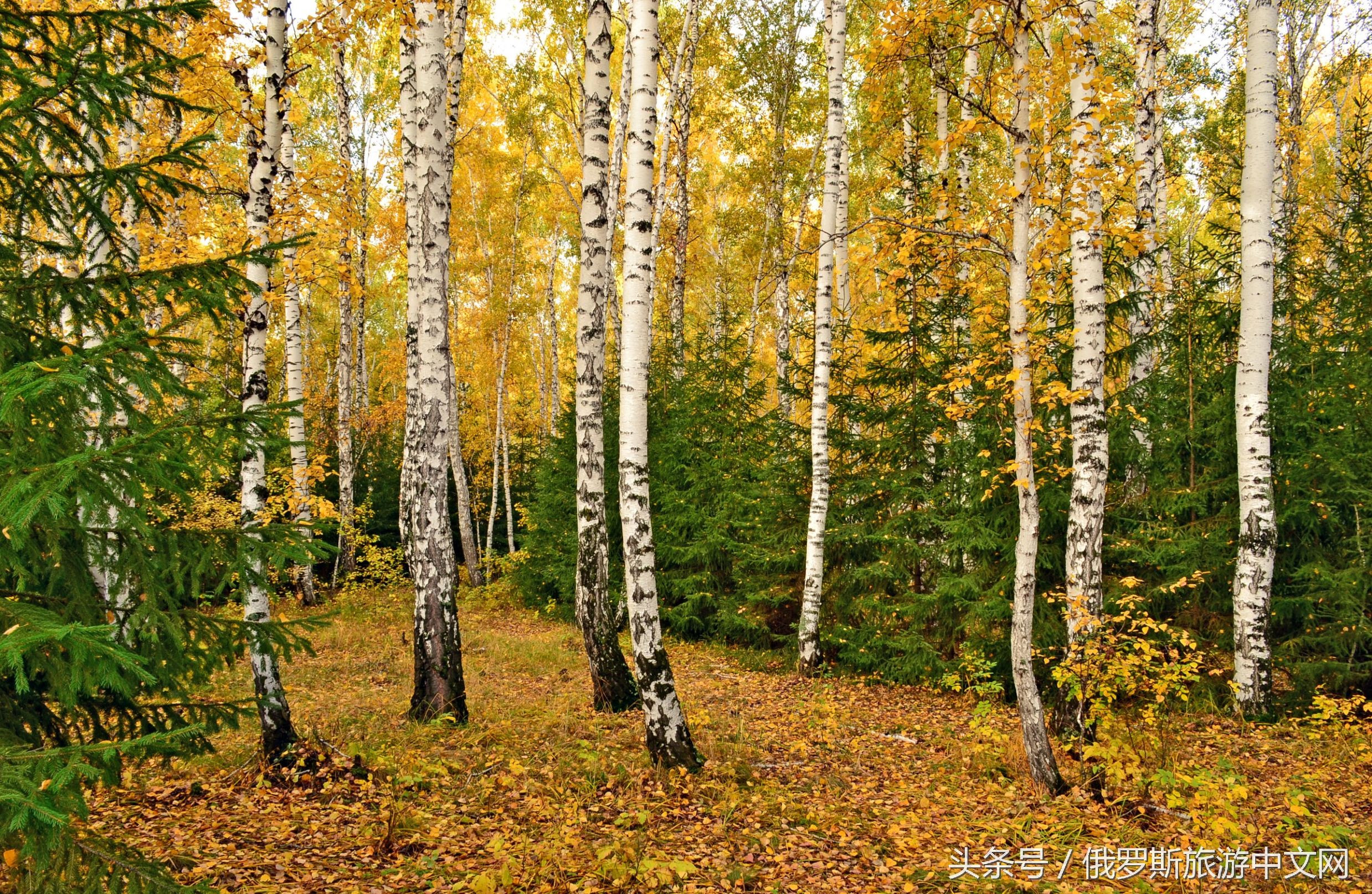 俄罗斯白桦林四季风情,俄罗斯白桦林树茸