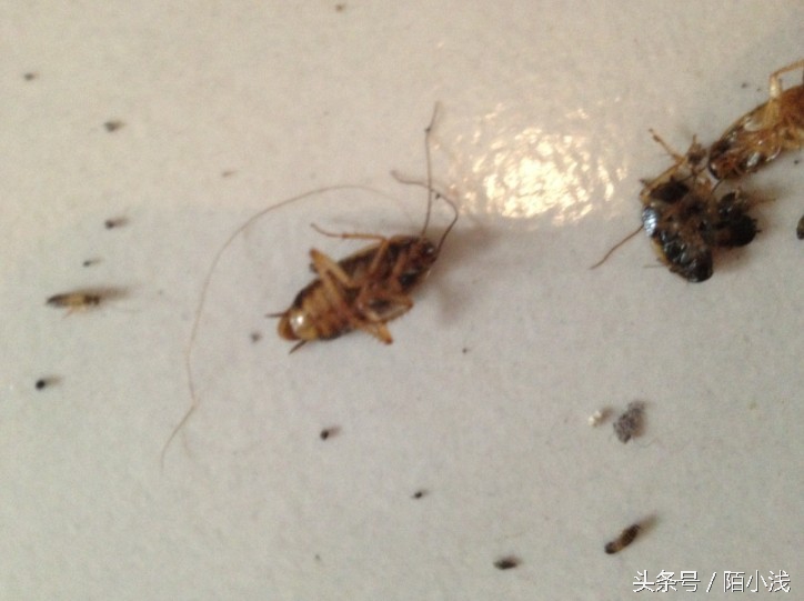 墙内飞蚁消灭最简单方法,有什么方法驱赶蚂蚁最有效