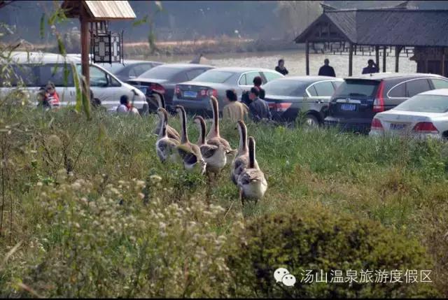 天气这么好，一起来汤山钓鱼、骑马、吃鹿肉、看鳄鱼吧！