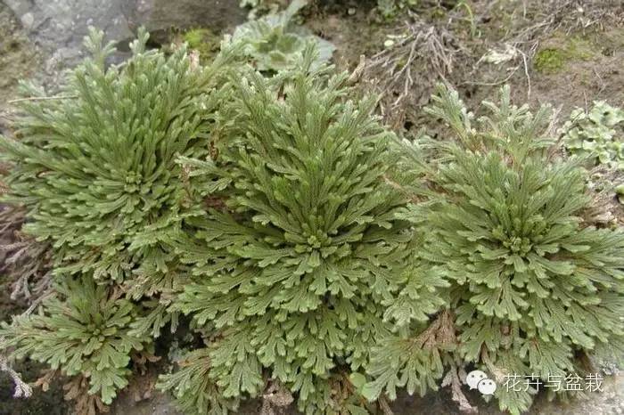 地球上那些奇异的花儿，特别的花送给特别的你