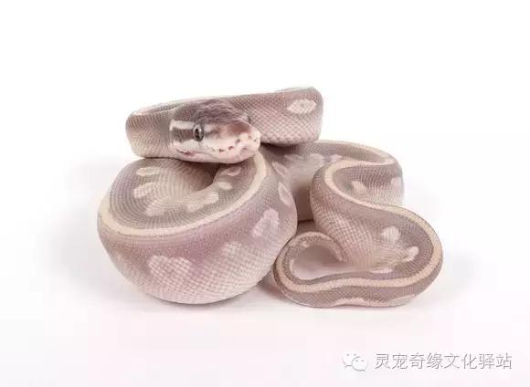 球蟒基因图鉴入门,球蟒基因品系大全