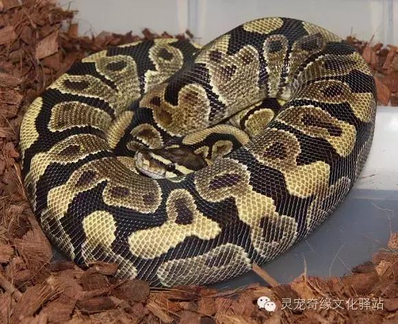 球蟒基因组合大全,球蟒基因品系图鉴下载