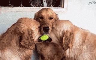 狗狗意外车祸怎么安慰主人,狗狗意外事故怎么赔偿