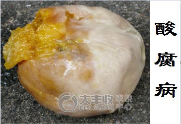 柑橘储藏的最佳方法,柑橘贮藏保鲜的八种方法果农必看