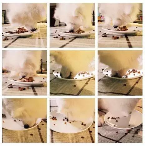 食屎啦，是一种什么样的体验|丧心病狂之狗粮试吃