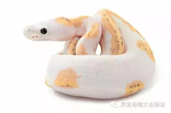 球蟒基因组合大全,球蟒基因品系图鉴下载