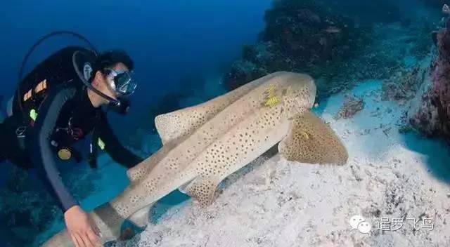 泰国沙美岛潜水有套路吗,泰国普吉岛潜水泳镜