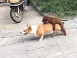 泰迪小宝宝的日常生活,泰迪小宝贝