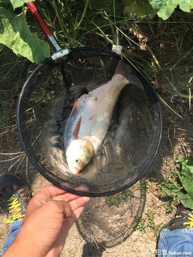 渔品汇产品,渔品汇饵料