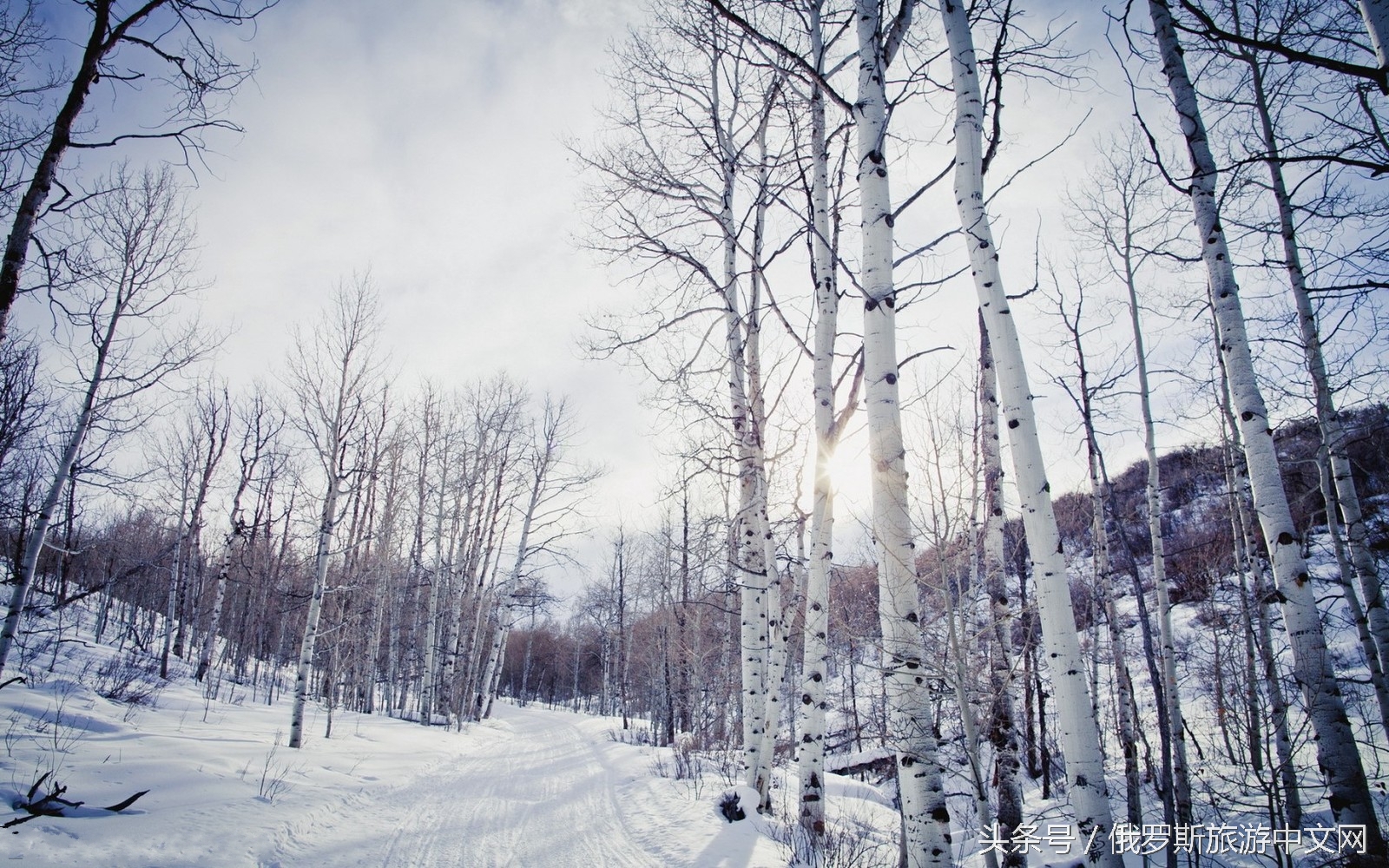俄罗斯白桦林的四季风情
