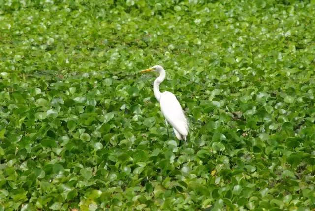凤凰岛把公园还给你,你还欠自己一次隐居
