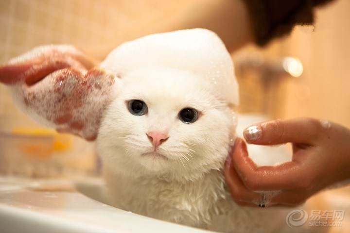 在家给猫咪洗澡用什么能洗干净,经常给猫咪洗澡会不会有寄生虫呢