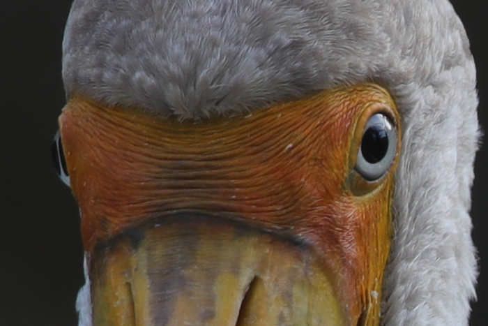 腾龙150-600g2镜头防抖模式详解,腾龙150-600镜头固件升级