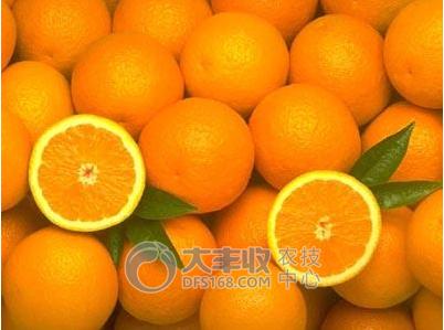 柑橘储藏的最佳方法,柑橘贮藏保鲜的八种方法果农必看