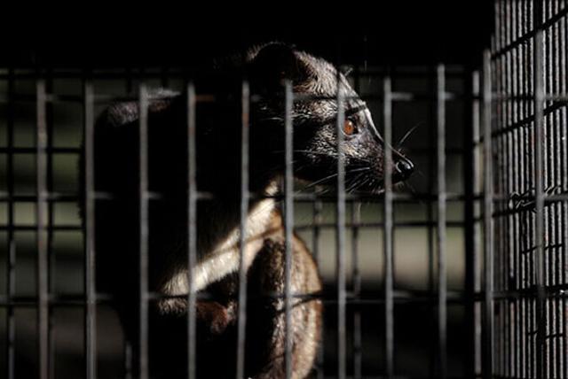 猫屎咖啡真相大揭秘,猫屎咖啡的真实生活