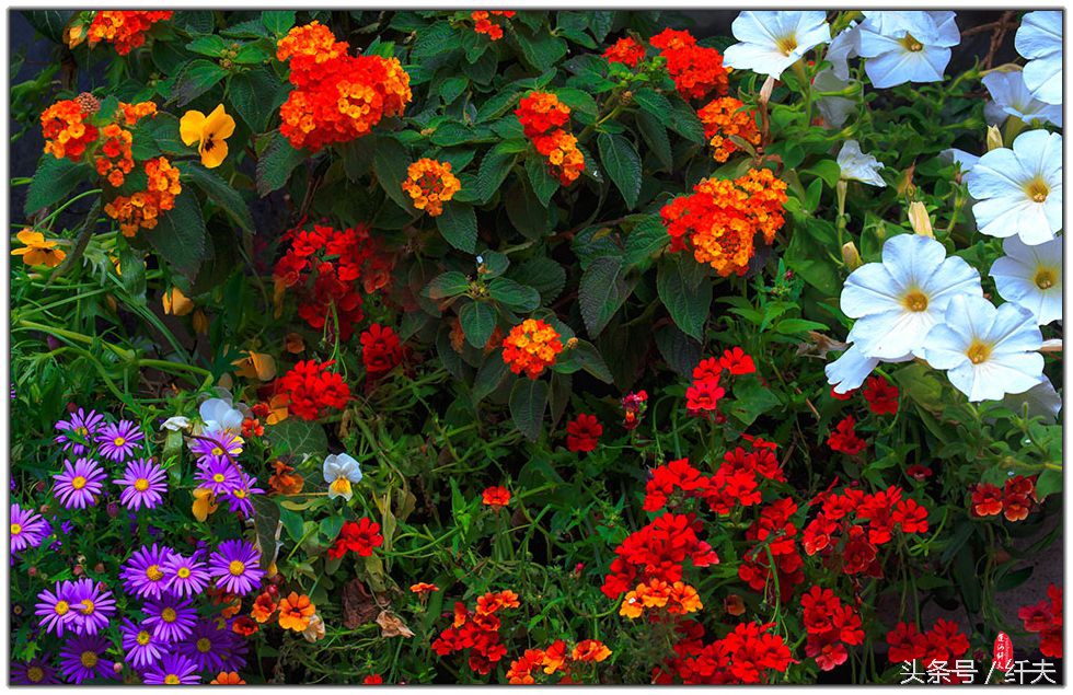 姹紫嫣红入夏来,姹紫嫣红等你来