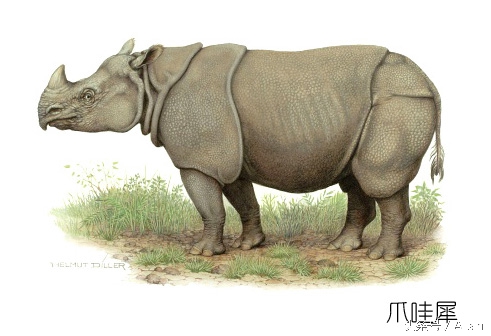 犀牛原角特征,犀牛的角的辨别标准