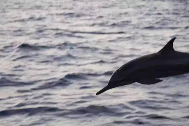 马尔代夫的蜜月岛值得去吗,去马尔代夫度蜜月感受