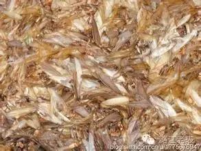 云南昆虫宴美食,云南特色虫宴